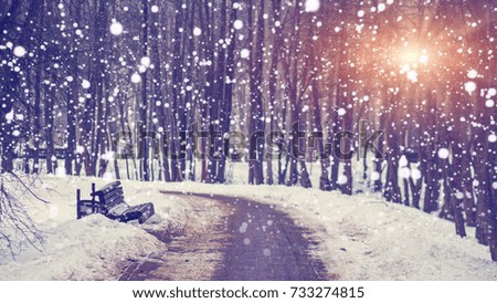 Snowfall in silent winter park at bright sunset. Snowflakes falling on snowy alley. Christmas and New Year theme. Xmas background