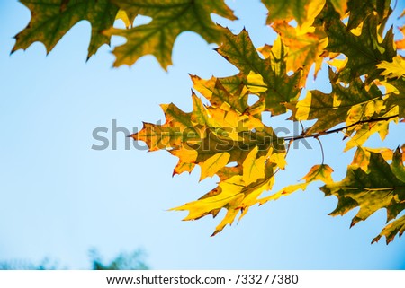 fall yellow maple leaves in the blue sky. red yellow fall maple leafs over the blue sky. rusty leaves. red yellow fall maple leafs over the blue sky. Autumn leaves with the blue sky background
