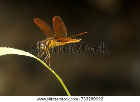 Golden dragon/Damsel fly glittering in the sunset light Royalty-Free Stock Photo #733280092