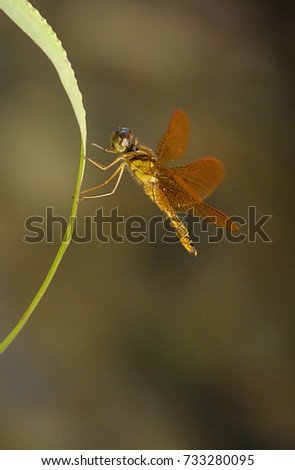 Golden dragon/Damsel fly glittering in the sunset light Royalty-Free Stock Photo #733280095
