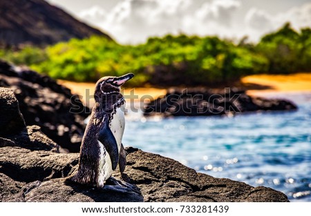Small penguin standing on a rock basking in the sun