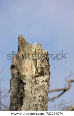 Broken tree trunk in nature