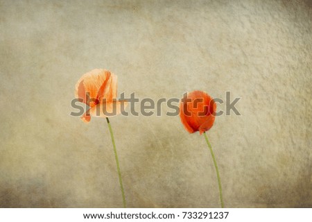 red lonely poppy on a beige background a sunny day in Poland
