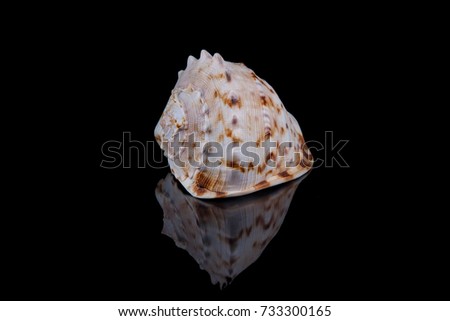 Close-up seashell with reflection on black background .