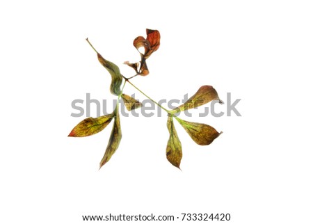 Autumn leaf with interesting silhouette isolated on white
