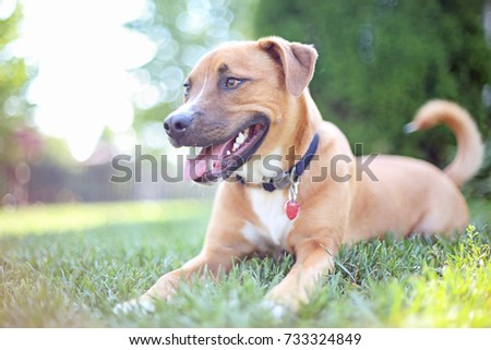 Pit Bull Shepherd Mix Puppy Dog Lying down on Grass on Sunny Summer Day Royalty-Free Stock Photo #733324849