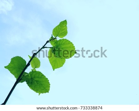 Green leaves on sky background