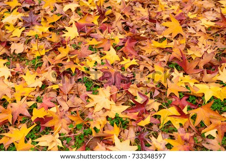 carpet of fallen autumn leaves