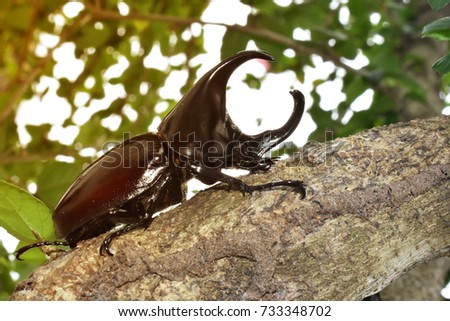 Rhinoceros beetle Knight Night A strong, colorful insect can be used as a beautiful background image is very perfect.