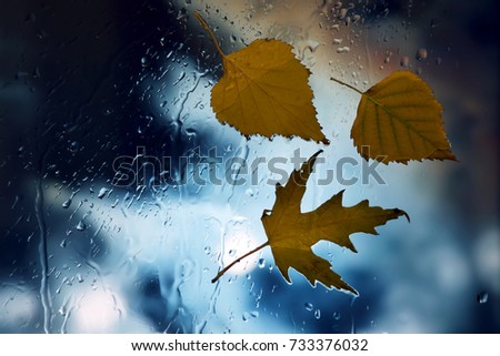 autumn leaves on a wet window on a background of rainy weather