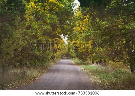 Tunnel of trees over the road in autumn