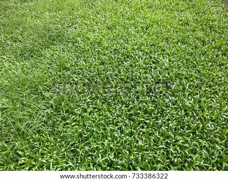 lawn texture background.
