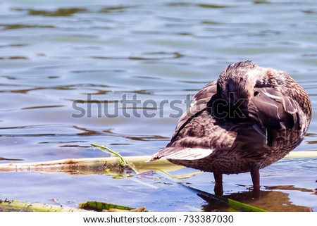 Mallard Ducks Near and in the lake Photo Series