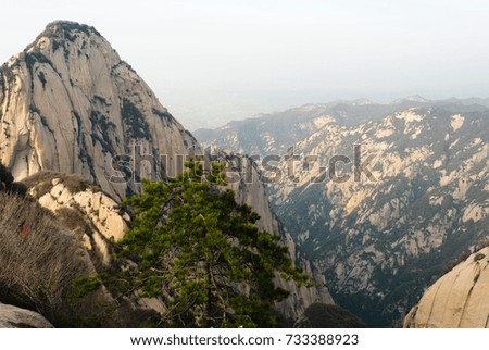 Cedar trees in front of Huashan mountains tops, China