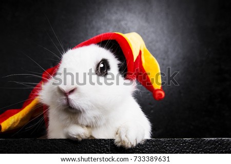 White rabbit with a joker cap on a black background
