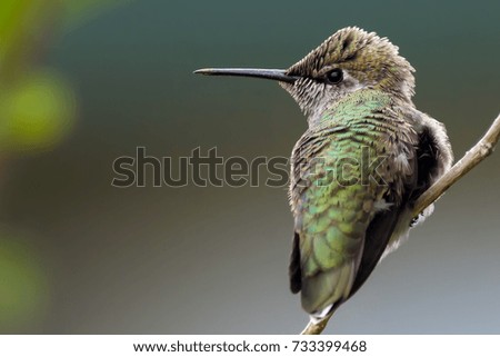 Tiny humming bird perched on a branch