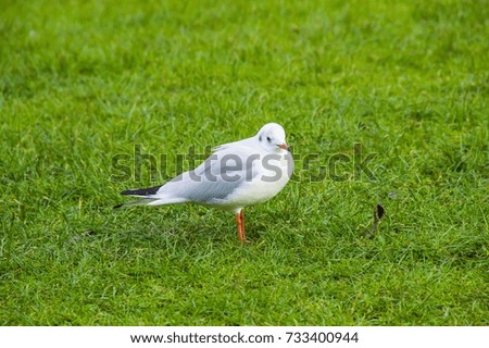 Beautiful white bird in the park