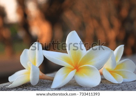 plumeria flowers on the wall