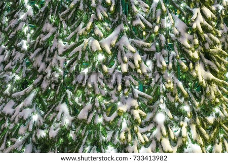 Background from a branch of a Christmas tree in the snow