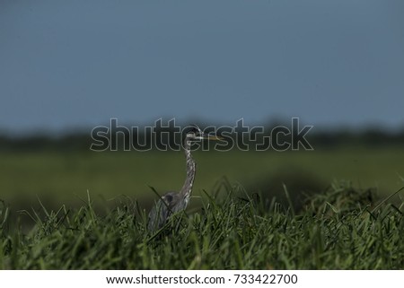 Great Blue Heron (Ardea herodias) on the marsh