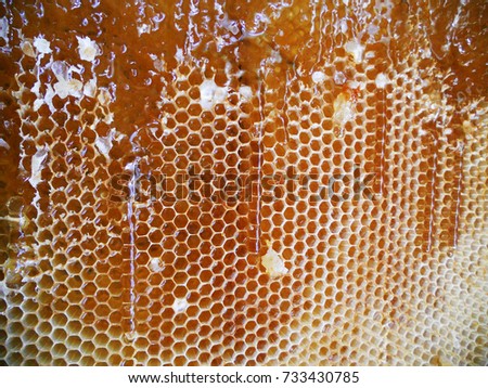 Background hexagon texture, wax honeycomb from a bee hive filled with golden honey. Honeycomb macro photography consisting of beeswax, yellow sweet honeys from beehive. Honey nectar of bees honeycombs