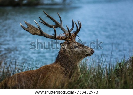 Red Deer Stag overlooking lake at Richmond Park