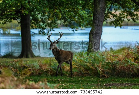 Red Deer in front of river