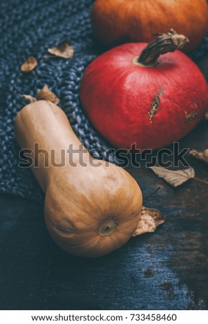 Still life decoration with different colorful pumpkins