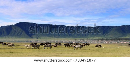 Wildebeests in the Ngorongoro Crater, Tanzania, dramatic sky in the background