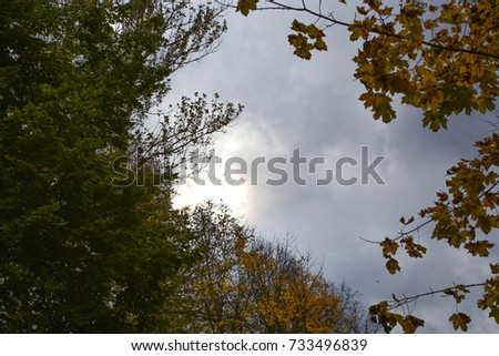 Autumn, nature, autumn forest. Cloudy sky. Golden autumn leaves.