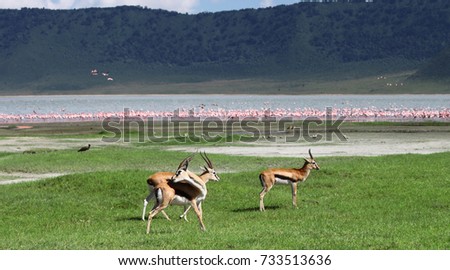 Grants Gazelles in the Ngorongoro Crater