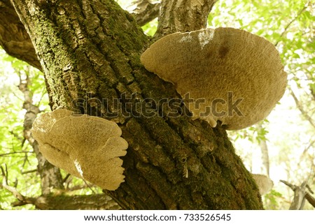 Big mushrooms growing on tree trunk
