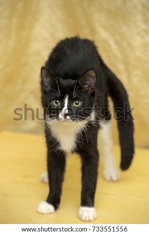 black and white kitten on a yellow background