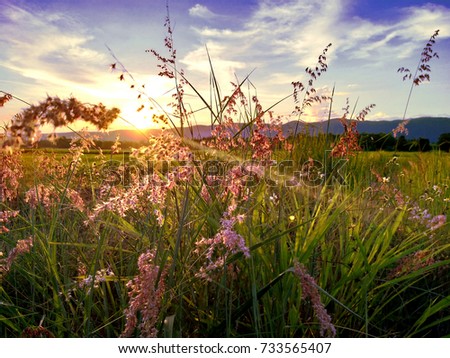 Flowers with grass pink natural sunlight
