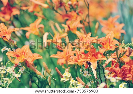 colorful background of blooming red-orange lilies in the meadow