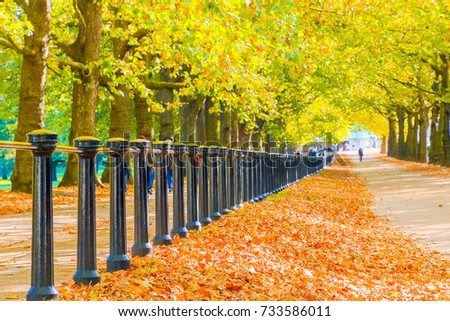 Autumn scene, constitution hill road lined with trees in Green Park, London Royalty-Free Stock Photo #733586011