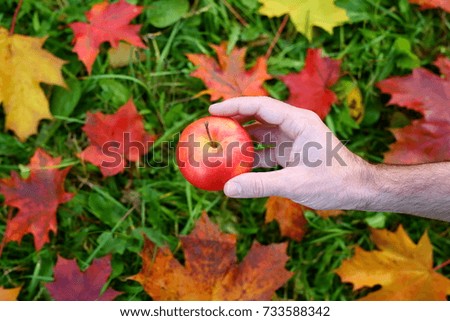 Man hold nice red ripe and sweet apple against blurred autumnal background: colorful maple leaves fallen on green grass. Healthy and nature concept