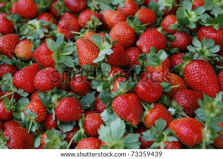 fresh raw lot of strawberries on counter