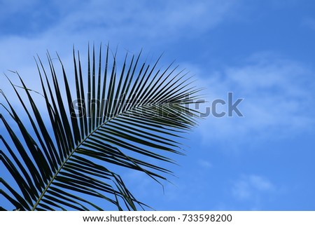 Coconut leaf blue sky 