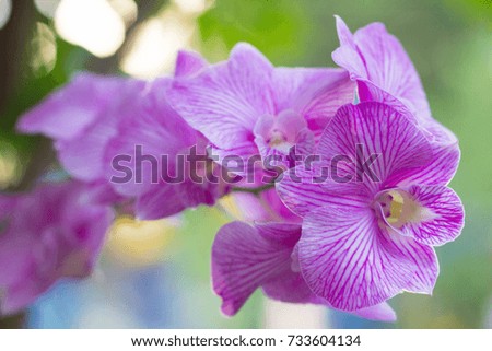 purple flower orchid bokeh 