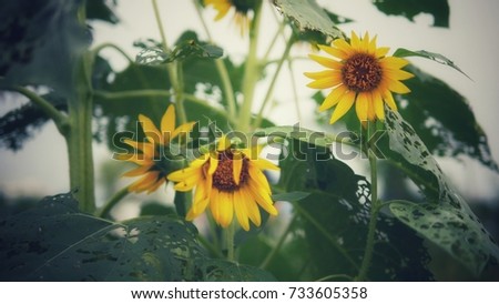 Field of sunflowers . Close up of sunflower against a field in Thailand. Sunflowers are fragile. The sun shines down. Hot sunshine, but it makes the trees grow. Soft focus.