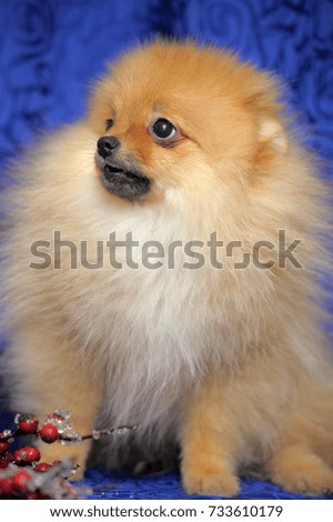 Spitz - pomeranian red dog portrait on blue background.