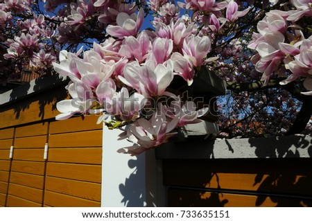 summer blooming magnolia pink flowers in the background
  wooden doors