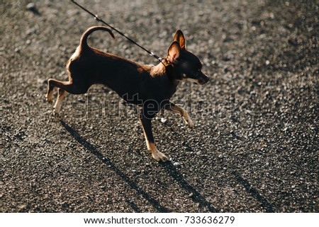 Beautiful dog running dog portrait