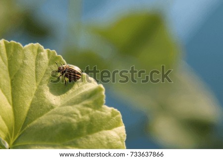 Colorado beetle 