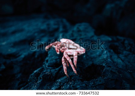 Crab on summer beach and  rocks.