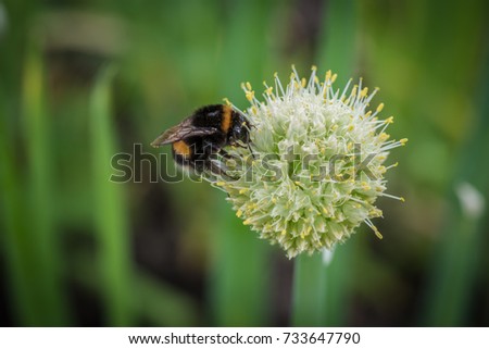 Bumple bee sitting on the green flower. Close up view