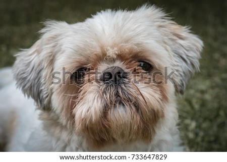 Portrait of shih-tzu dog, Pet and domestic animal concept.