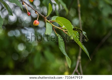 Colony of blackfly insects on green leaves of cherry