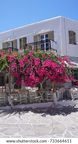 Photo of beautiful bougainvillea flower with awsome colors in picturesque Greek island
